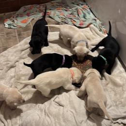 Labrador Retrievers from Matthew McNeely