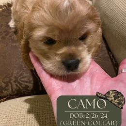 Cocker Spaniel Puppies from Little Acres LongviewTx Cocker Spaniels