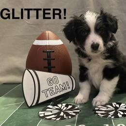 Glitter - Black tri female Miniature American Shepherd puppy in Rochelle, Illinois from Countryside Kennels and Aussies