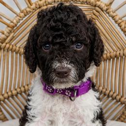 Purple Collar girl (Prairie) - Parti female Labradoodle puppy in Granite Falls, North Carolina from Carolina Goldendoodles