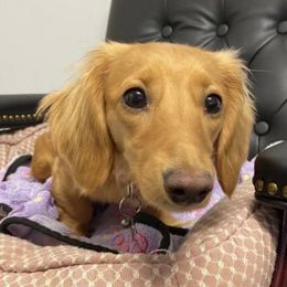 Dachshunds from English Cream Doxies