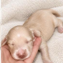 Lincoln - Cream male Dachshund puppy in Exeter, California from Sawtooth Miniature Dachshunds