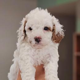 Bo Peep - Blenheim female Cavapoo puppy in Glendale, Arizona from Cool Cavapoos
