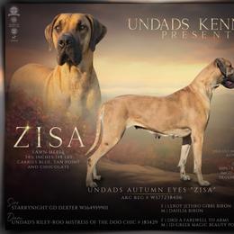 Zisa - Great Dane