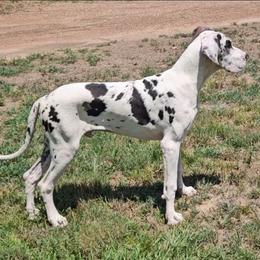 Ruger - Harlequin male Great Dane puppy in Biscoe, North Carolina from Clouser's Bodacious Danes & Miniature Schnauzers