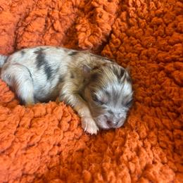 Paloma - Merle female Pomsky puppy in Greenville, South Carolina from Thicketty Mountain Pomskies