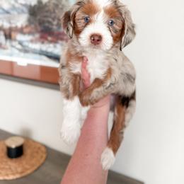 Aussiedoodle and Goldendoodle Puppies from Montana Raised Doodles