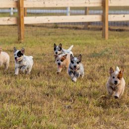 Australian Cattle Dogs from Voodoo Heelers
