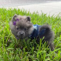 Purple - Wolf sable female Pomeranian puppy in Apollo Beach, Florida from Sherlock’s Poms