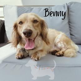 Benny - Dachshund