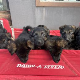 German Shepherd Puppies from Von Ark German Shepherds