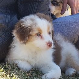 Australian Shepherd Puppies from Integrity Australian Shepherds