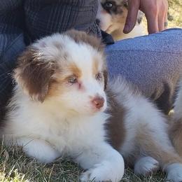 Australian Shepherd Puppies from Integrity Australian Shepherds