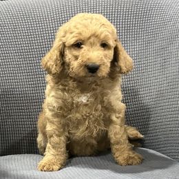 Mickey - Red  male Goldendoodle puppy in Owenton, Kentucky from Elagant Acres