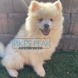 Fester - Gray and white male Pomsky puppy in Littleton, Colorado from Pikes Peak Pomskies