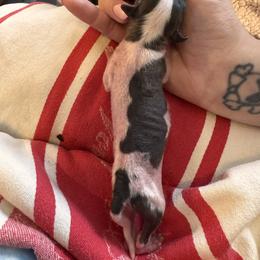 Boy 2 - Slate male Chinese Crested puppy in Auburn, Kansas from TopBrass Kennels