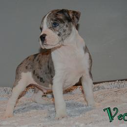 Vecna - male Alapaha Blue Blood Bulldog puppy in Walbridge, Ohio from United Alapaha Bulldogs