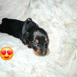Fred - Black and tan male Dachshund puppy in Mulberry, Florida from J's Mini Dachshunds