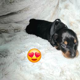 Fred - Black and tan male Dachshund puppy in Mulberry, Florida from J's Mini Dachshunds