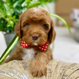 Comet - Red male Cavapoo puppy in Huntington, West Virginia from McCloud’s Poodles & Doodles