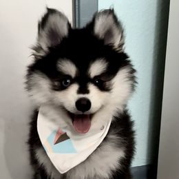 Pomsky Puppies from A1 Pomskies