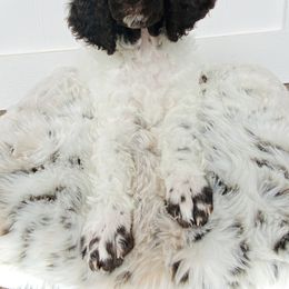 Poodle Puppies from Belliams Poodle Corral