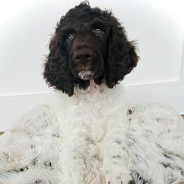 Poodle Puppies from Belliams Poodle Corral