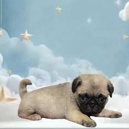 Ozzy - Fawn male Pug puppy in Winter Haven, Florida from Precious Paws