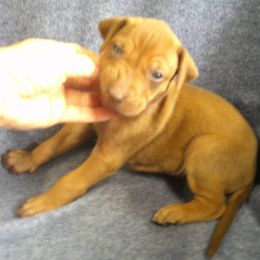 Kat - Rd whtn brn nose female Rhodesian Ridgeback puppy in Carney, Oklahoma from River Run Parson Russell terriers & River Run Ridgebacks