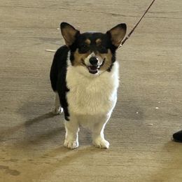 Ivy - Black and tan female Pembroke Welsh Corgi puppy in Anson, Texas from Outlands Ranch