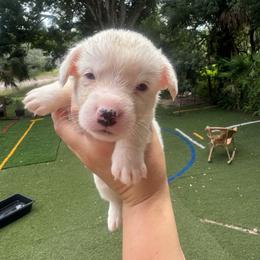 Snowman - Blue merle and white male Cardigan Welsh Corgi puppy in Wekiwa Springs, Florida from It is Corgiland