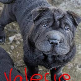 Chinese Shar-Pei Puppies from Princess Buttercup Pups