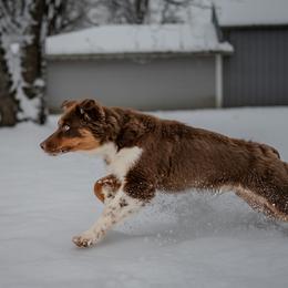 Australian Shepherd Puppies from FireHart Aussies