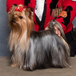 Biewer Terriers, Dachshunds, and Yorkshire Terriers from Amineh Yorkshire & Biewer Terriers, Kajundaux Miniature Dachshunds