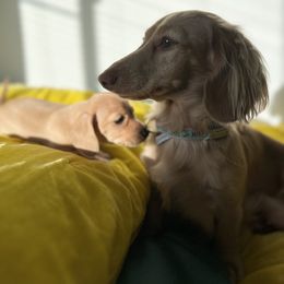 Dachshund Puppies from Duchess Daphne's Doxie Empire