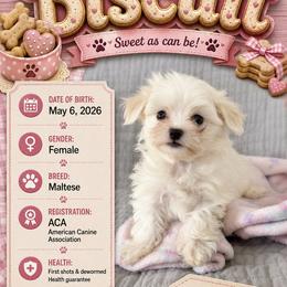 Biscuit - White female Maltese puppy in Justin, Texas from Maltese  puppies DFW