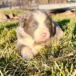 Blue Girl - White and blue female Border Collie puppy in Powell Butte, Oregon from Cascades Border Collies