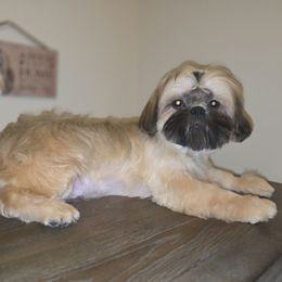 Teddy AKC Champion Bloodline - Brindle male Shih Tzu puppy in Kings Mountain, North Carolina from Britany's Shih Tzus