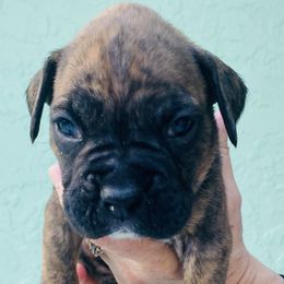 Boxer Puppies from Kruse Boxers