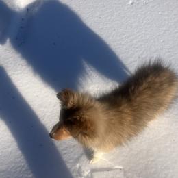 Bear - Sable and white male Shetland Sheepdog puppy in Rockville, Maryland from Robin Rice