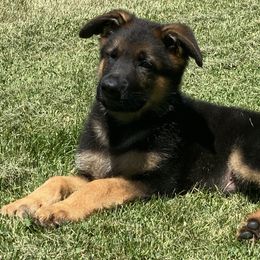 Boy 5 - Black and red German Shepherd puppy in Galt, California from At Redwood Runs