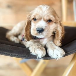 Finn - Buff male Cocker Spaniel puppy in Rattan, Oklahoma from Double M Cocker Spaniels