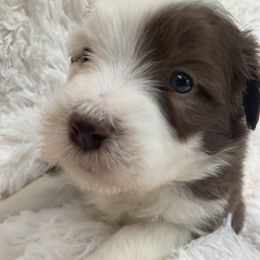 Belle - Brown Bearded Collie puppy in Kent, Washington from White Tips Ranch