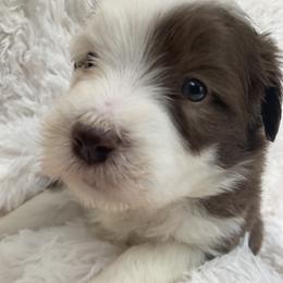 Belle - Brown Bearded Collie puppy in Kent, Washington from White Tips Ranch