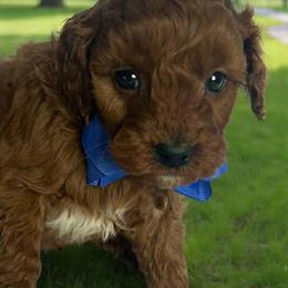 Nino - Red  male Goldendoodle puppy in Mint Hill, North Carolina from DoodleForever