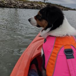 Australian Shepherds from Ronin Aussies