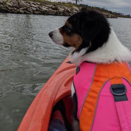 Australian Shepherds from Ronin Aussies