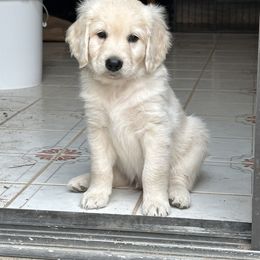 Thundarr - Cream male Goldendoodle puppy in Nipomo, California from Westwind Goldendoodles
