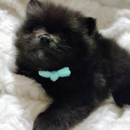 Pomeranian Puppies from Cutie Poms