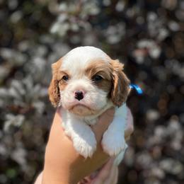 Boy 1BLUE - Blenheim male Cavalier King Charles Spaniel puppy in Graysville, Tennessee from Country Goldens and Mountain Top Cavaliers